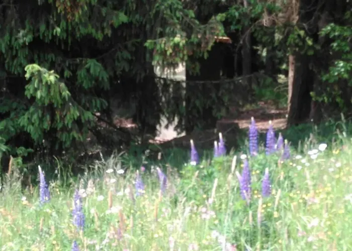 In Near Forest And Pool Апартаменты *